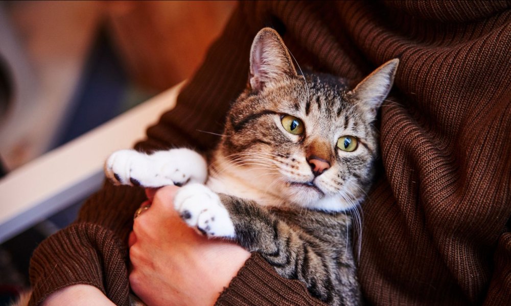 Enrollment Announced for Pre-Veterinary Aid Courses in Mykolaiv