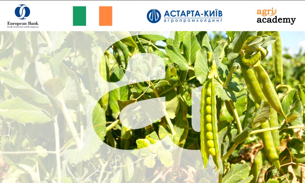 Новий онлайн-курс: горох від AgriAcademy та «Астарти»