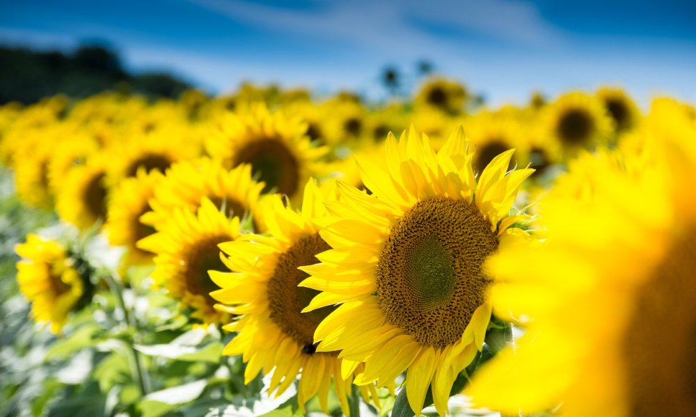 Ukrainian farmers have been given the opportunity to study for free in online courses from AgriAcademy