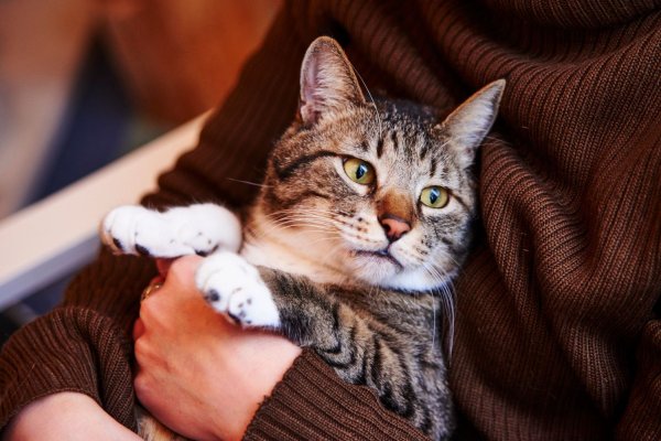 Enrollment Announced for Pre-Veterinary Aid Courses in Mykolaiv
