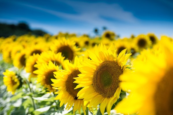 Ukrainian farmers have been given the opportunity to study for free in online courses from AgriAcademy
